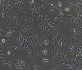 人肺癌细胞,A549(带STR鉴定)