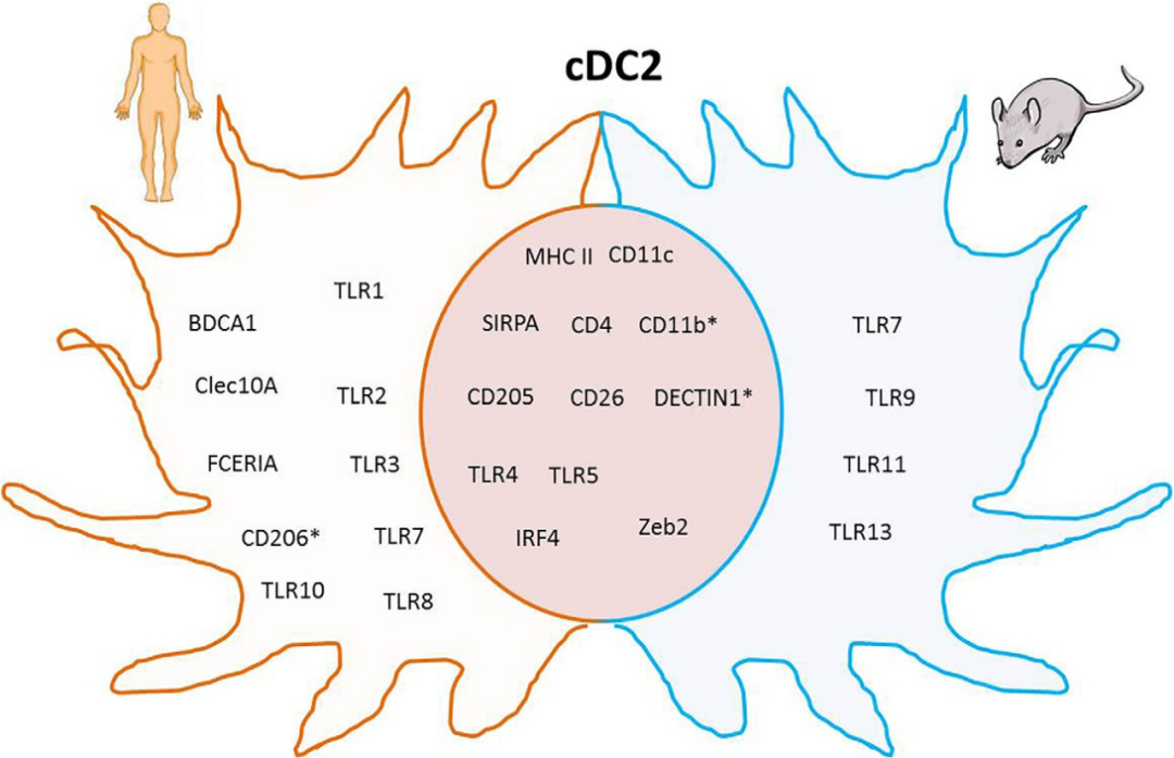免疫系统神助攻——树突状细胞