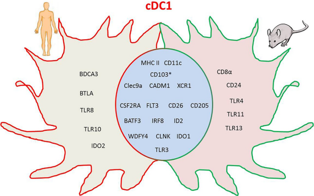 免疫系统神助攻——树突状细胞