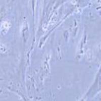 人正常结肠上皮细胞，CCD841 CoN（带STR鉴定）