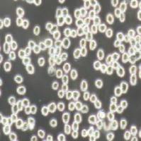 人红白血病细胞，TF-1（带STR鉴定）