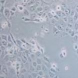 人正常肠上皮细胞，NCM460（带STR鉴定）