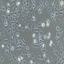 人乳腺癌细胞，MDA-MB-231（带STR鉴定）