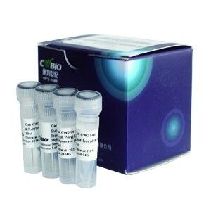 HiFiScript gDNA Removal cDNA Synthesis Kit