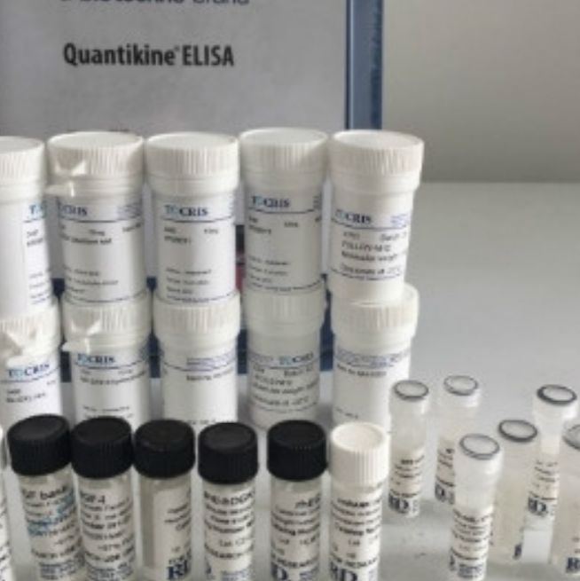 Human MCT1/SLC16A1 PE Monoclonal Antibody (100 Tests)