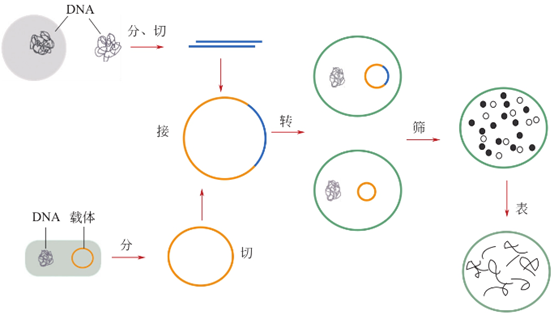 重组蛋白基础知识介绍