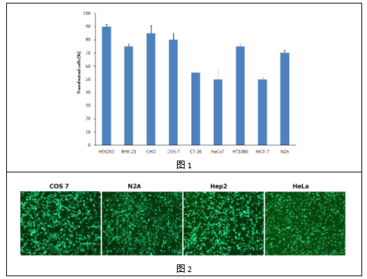 中英文介绍丨艾美捷POLYMAG 100 磁转染试剂结果分析