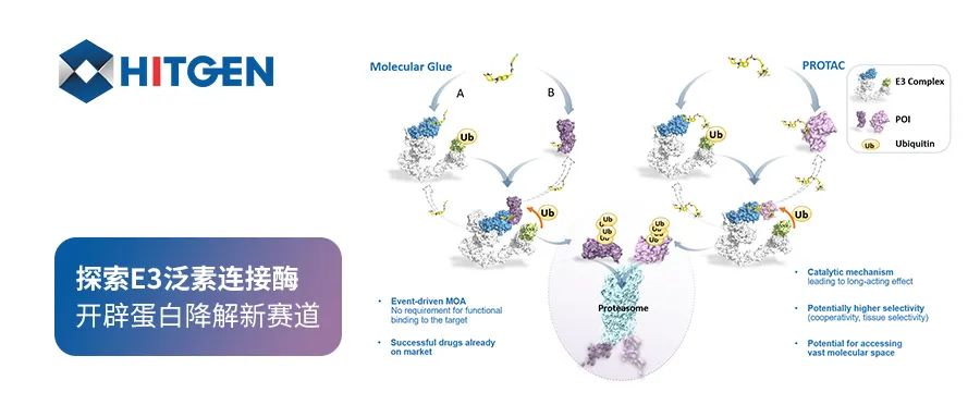 探索 E3 泛素连接酶，开辟蛋白降解新赛道