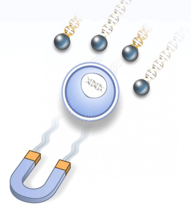 艾美捷POLYMAG 100 磁转染试剂的应用介绍
