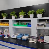 电泳及转膜 —— 技术服务