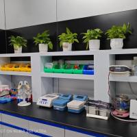 多肽/蛋白的 N 末端序列分析 —— 技术服务