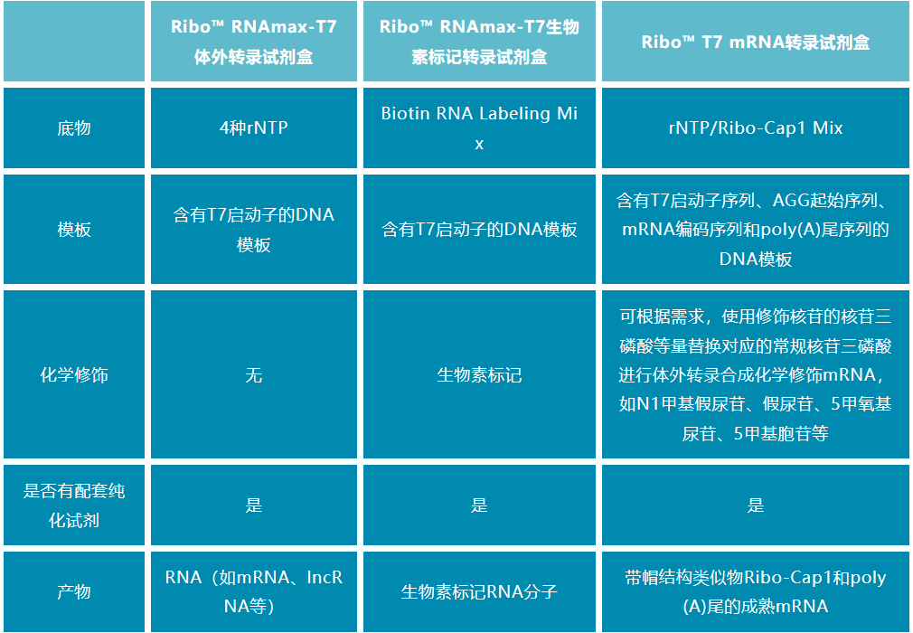 科研有道丨如何快速合成各种（未）标记RNA或mRNA，推荐3种体外转录工具