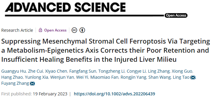 Adv Sci | 间充质干细胞优化治疗机制新发现