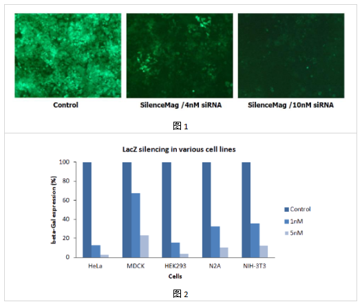 中英文介绍丨艾美捷SilenceMag 200 转染试剂