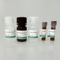 双萤光素酶报告基因检测试剂盒