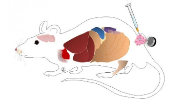 艾美捷IN VIVO SILENCEMAG TRIAL试剂盒解决方案