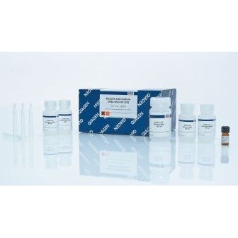 凯杰Qiagen13323血液和培养细胞中高分子量DNA小提试剂盒Blood & Cell Culture DNA Mini Kit 25T