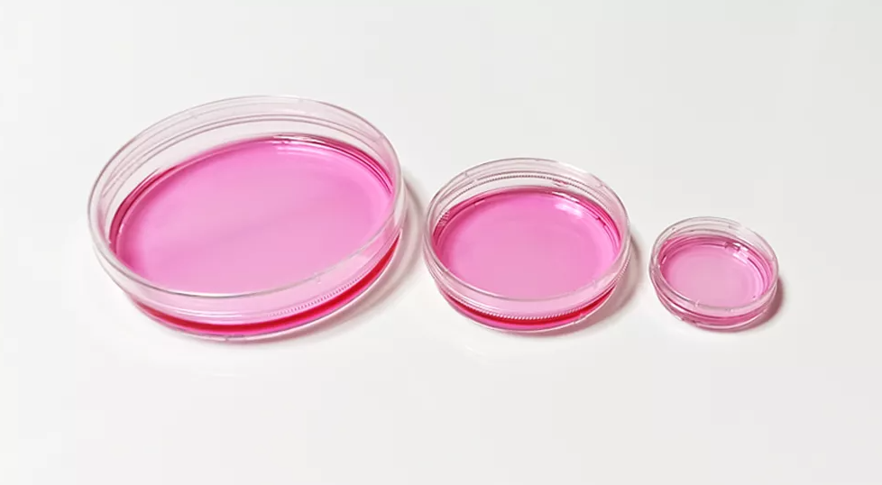 TC处理透明60mm细胞培养皿，易握边，灭菌