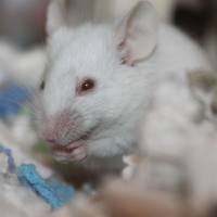 动物模型构建/疾病模型构建