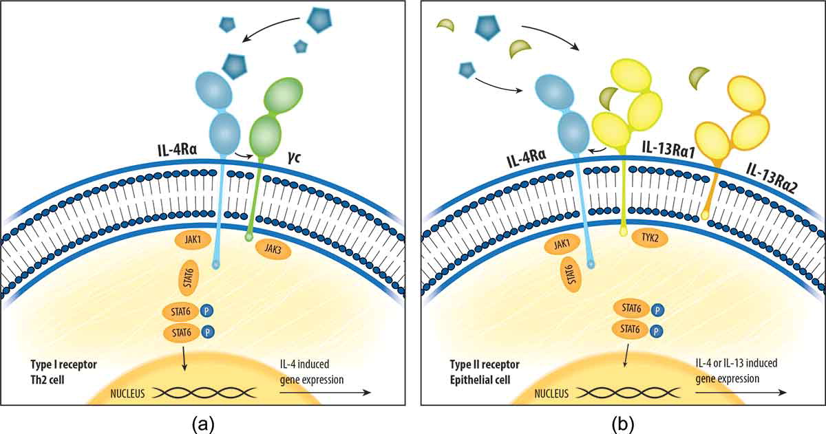 全面解析!哮喘和特应性皮炎的强势靶点IL-4R