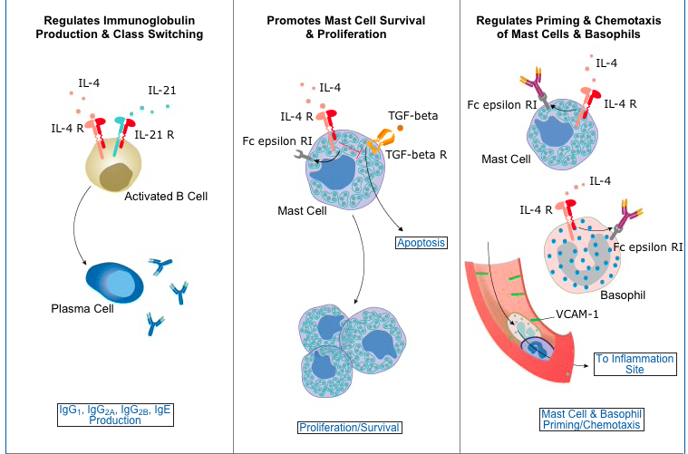 全面解析!哮喘和特应性皮炎的强势靶点IL-4R