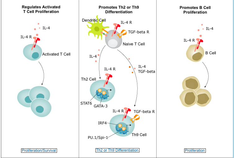 全面解析！哮喘和特应性皮炎的强势靶点IL-4R