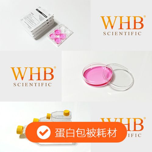 胶原包被75cm²培养瓶，250ml，透气盖，灭菌