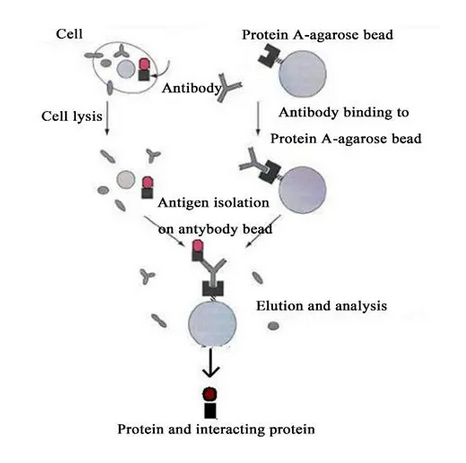 干货 | 蛋白实验之——CO-IP实验怎么做？这些注意事项你值得拥有！