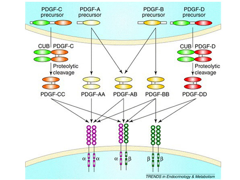 ELISA系列丨血小板衍生生长因子PDGF家族