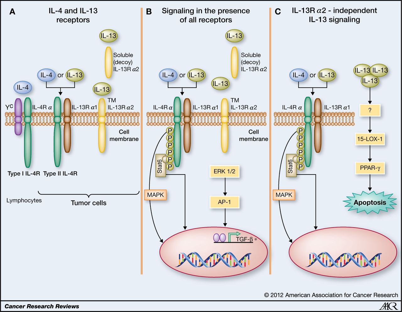 全面解析!哮喘和特应性皮炎的强势靶点IL-4R