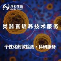 类器官培养-模型构建-类器官科研-委托技术服务