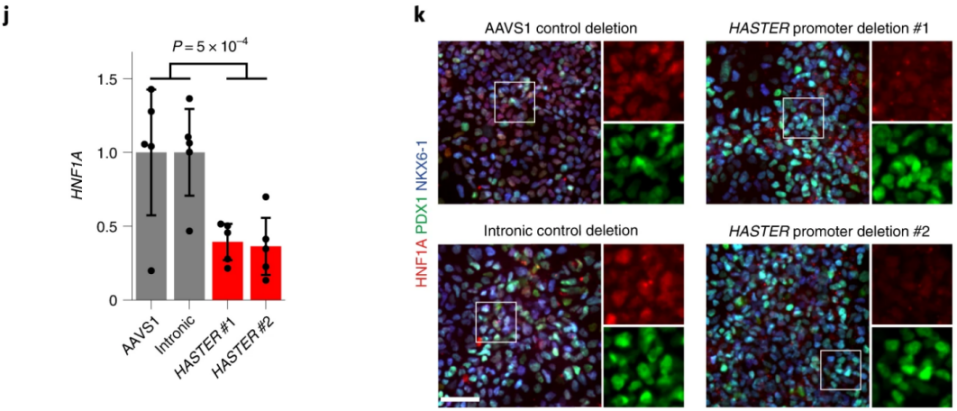 Nat Cell Biol：糖尿病疗法新靶点！（2）