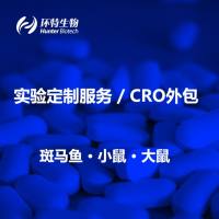 斑马鱼实验模型/大小鼠/CRO外包实验/科研服务/项目定制