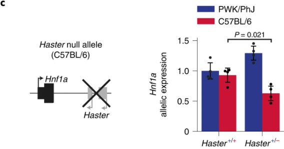 Nat Cell Biol：糖尿病疗法新靶点！（2）