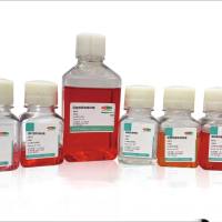 Organotial肝癌类器官培养基试剂盒