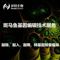 斑马鱼基因编辑服务（含敲除,敲入,点突变,转基因等）
