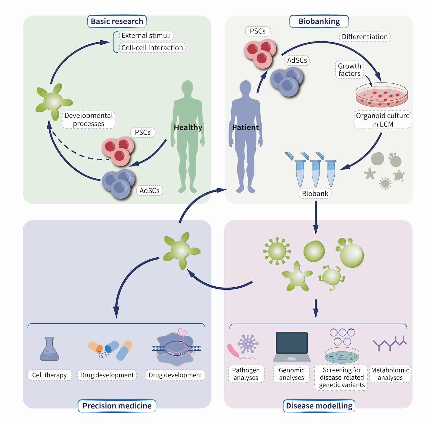 类器官 (Organoid) 的潜力与价值