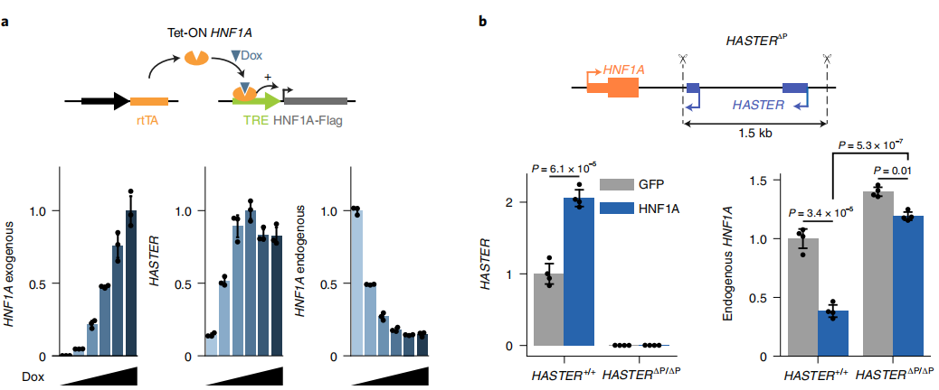 Nat Cell Biol：糖尿病疗法新靶点！（2）
