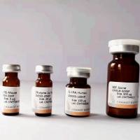 Recombinant R-spondin 1 ,Human ,AF ,HEK293