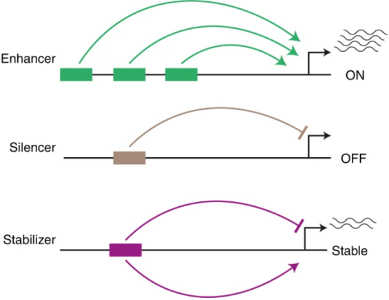 Nat Cell Biol：糖尿病疗法新靶点！（2）