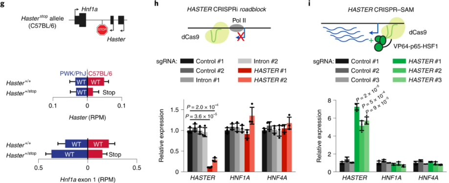 Nat Cell Biol：糖尿病疗法新靶点！（2）