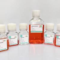 Organotial乳腺癌类器官培养基试剂盒