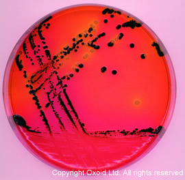 Oxoid CM0469B/CM0469R/CM0469T 