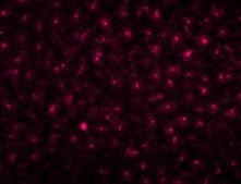 抗Iba1, 重组兔源单克隆抗体(6A4)