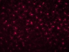 抗Iba1, 重组兔源单克隆抗体(6A4)