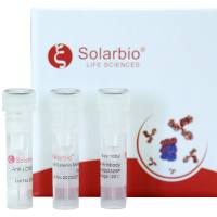 Anti-CYP1A2 Polyclonal Antibody