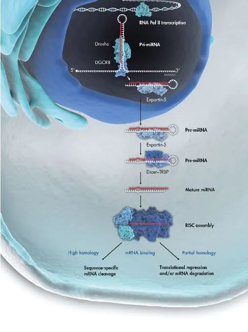 小RNA大世界！如何夯实您的miRNA研究基础？