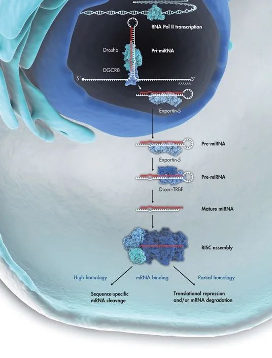 干货！一对一教您如何开展miRNA实验