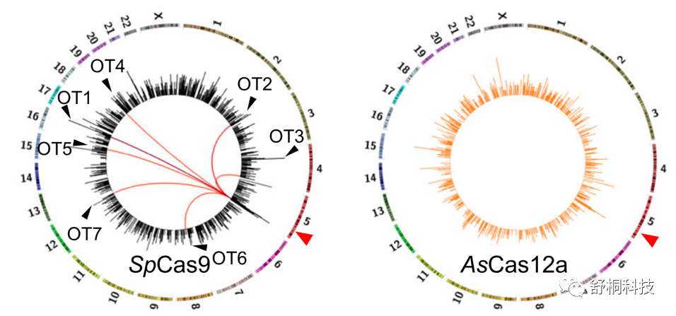 基因脱靶分析技术｜PEM-seq全面解析染色体重排易位