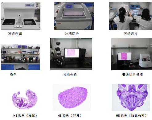 生物组织样本包埋切片染色服务